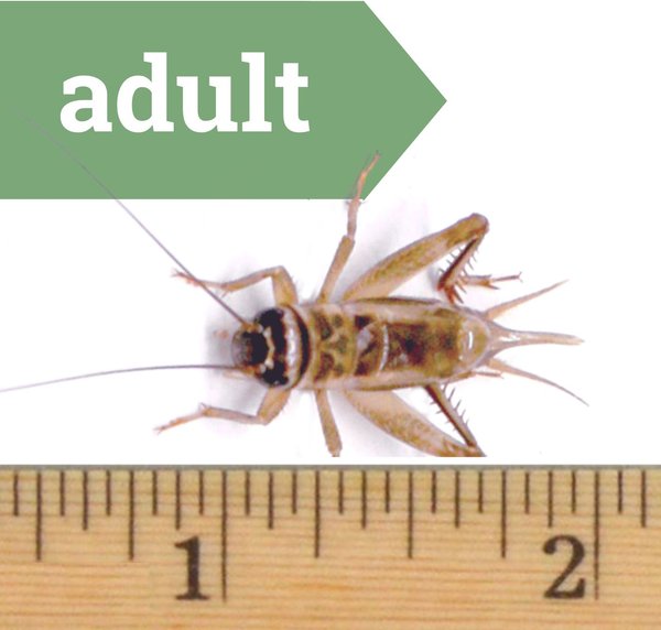 OVIPOST Banded Adult Live Feed Crickets Reptile Food, Adult, 500 count