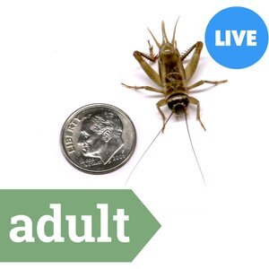 Ovipost Banded Adult Live Feed Crickets Reptile Food, Adult, 500 count