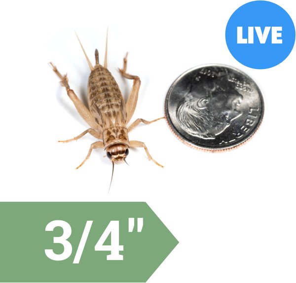 Ovipost Banded Adult Live Feed Crickets Reptile Food, Large, 500 count slide 1 of 8