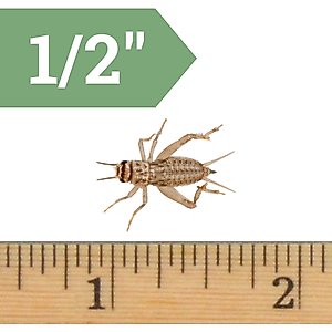 Ovipost Banded Adult Live Feed Crickets Reptile Food, Medium, 500 count