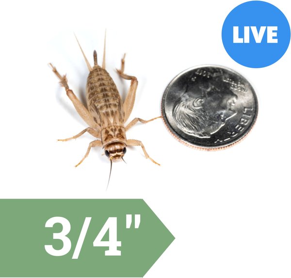 Ovipost Banded Adult Live Feed Crickets Reptile Food, Large, 250 count slide 1 of 9