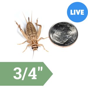 Ovipost Banded Adult Live Feed Crickets Reptile Food, Large, 250 count