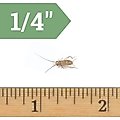 Ovipost Banded Adult Live Feed Crickets Reptile Food, Small, 250 count