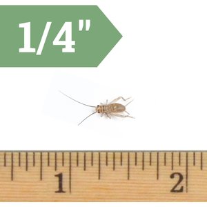 TOP HAT CRICKETS Crickets Reptile Food, Small, 1000 count - Chewy.com - Reptile Cricket Feeding Regulations
