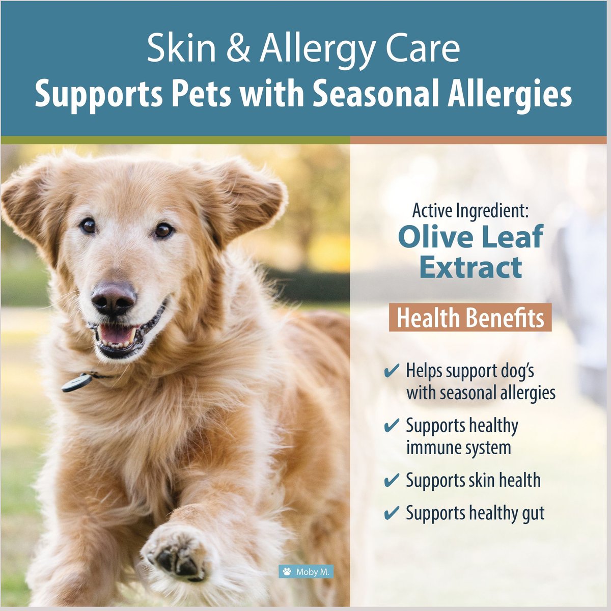 Just food for dogs skin and allergy sale