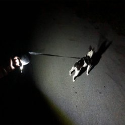 Lightvise Universal Super Bright LED Clamp-On Leash, Collar & Harness Flashlight, Black slide 2 of 8