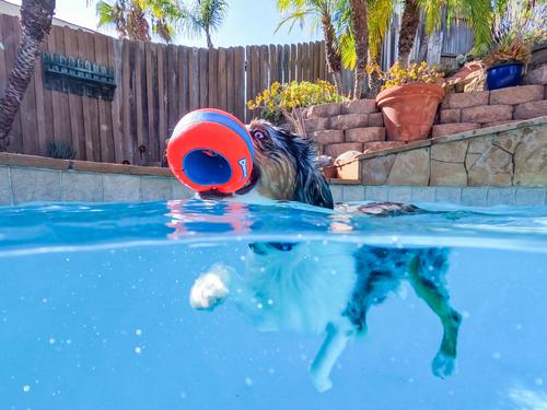 Show full view: Chuckit! Amphibious Roller Ball Dog Toy, Orange slide 4 of 6