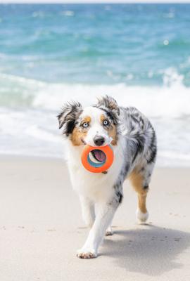 Show full view: Chuckit! Amphibious Roller Ball Dog Toy, Orange slide 5 of 6