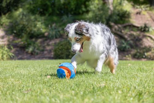 Show full view: Chuckit! Giggle Kick Fetch Dog Toy, Blue slide 4 of 5