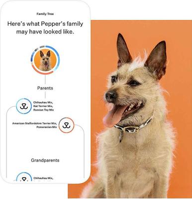 Show full view: Wisdom Panel Premium Breed Identification & Health Condition Identification DNA Test for Dogs, 2 count slide 5 of 10