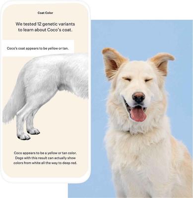 Show full view: Wisdom Panel Premium Breed Identification & Health Condition Identification DNA Test for Dogs, 2 count slide 6 of 10