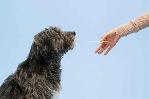 Show full view: Wisdom Panel Premium Breed Identification & Health Condition Identification DNA Test for Dogs, 2 count slide 8 of 10