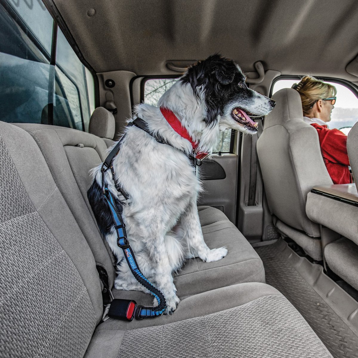 Dog safety cheap belt