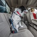 Kurgo Direct to Seatbelt Bungee Tether Dog Safety Belt, Blue