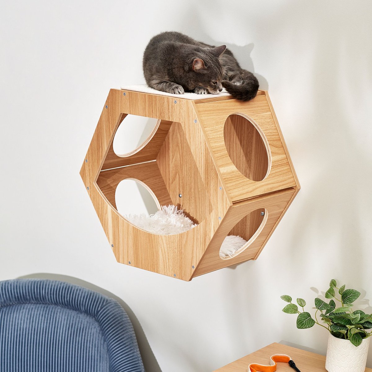 Chewy 2025 cat shelves