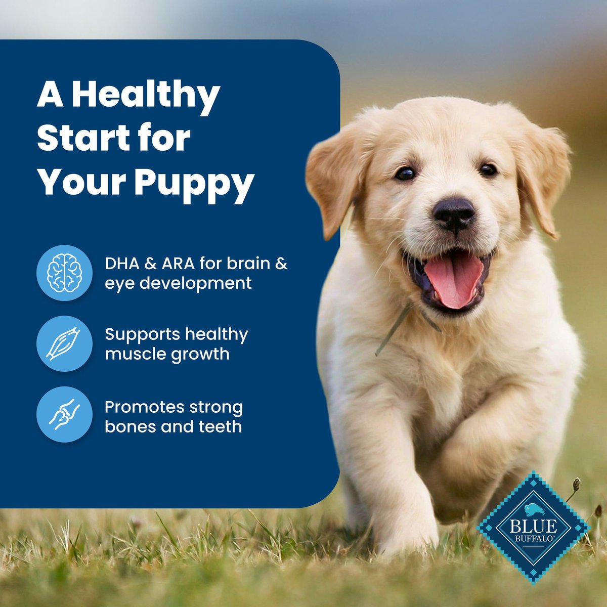 Blue buffalo clearance puppy feeding guide