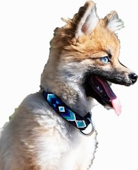 Heka Leather Standard Dog Collar, Azulik, Small: 7.5 to 10-in neck, 1/2-in wide slide 1 of 9
