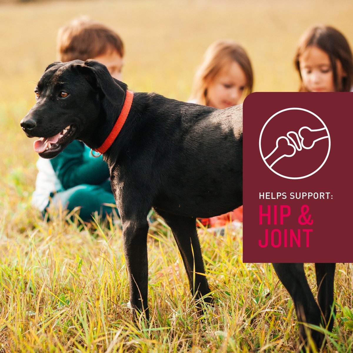 VETIQ 5NOne Soft Chew Multivitamin for Dogs, 60 count