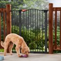 Frisco Outdoor Steel Arch Extra Tall Auto-Close Dog Gate, Black, 41-in