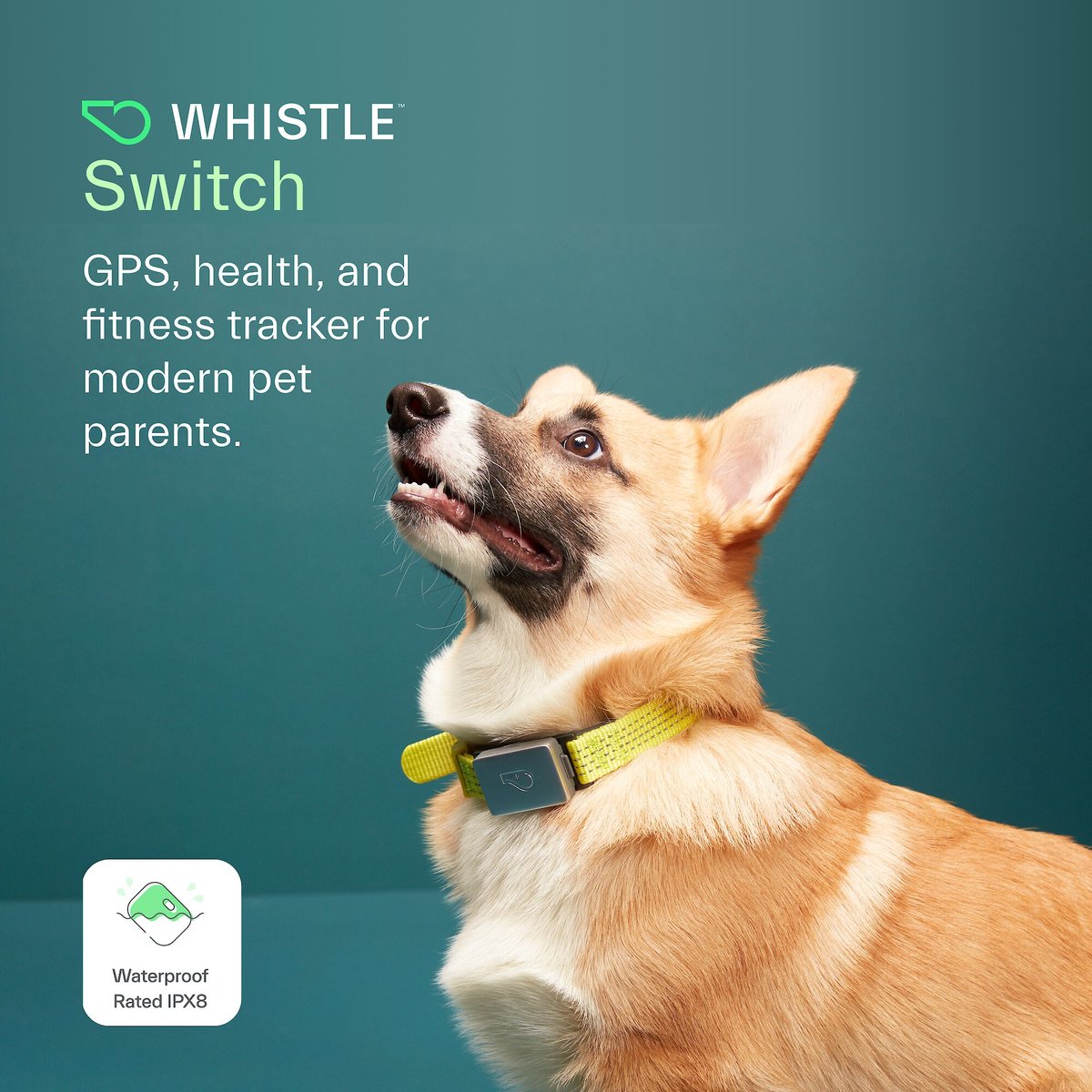 Switch Replacement Dog Collar - Whistle GPS Smart Trackers