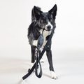 PAIKKA Reflective Visibility Dog Leash, Dark Grey, 1.5x180-cm