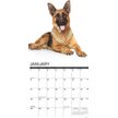 Just German Shepherds 2020 Wall Calendar