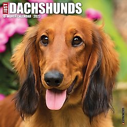 Just Dachshunds 2023 Wall Calendar