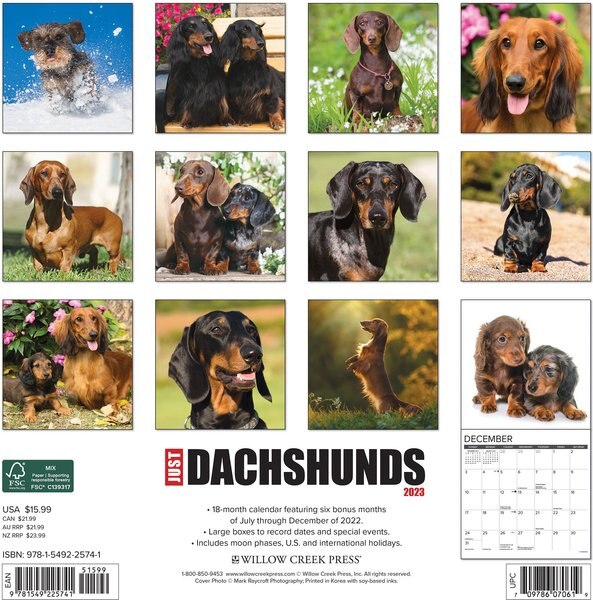 Just Dachshund Puppies 2023 Wall Calendar