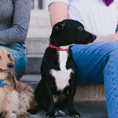 Show full view: Buckle-Down DC Comics, Wonder Woman with WW Icon Charms Dog Collar, Small: 8 to 12-in neck slide 4 of 6