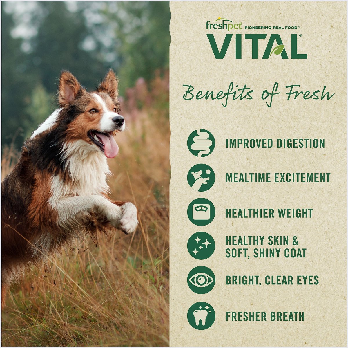 Vital fresh dog outlet food