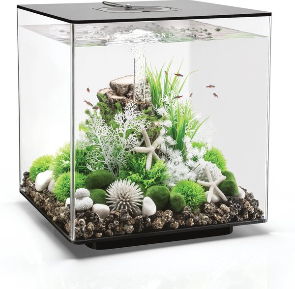 biorb cold water fish tank