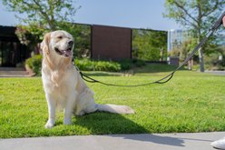 Shed Defender Three Padded Handle Nylon Reflective Dog Leash, 5-ft, Black slide 2 of 3
