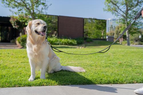 Show full view: Shed Defender Three Padded Handle Nylon Reflective Dog Leash, 5-ft, Black slide 3 of 7
