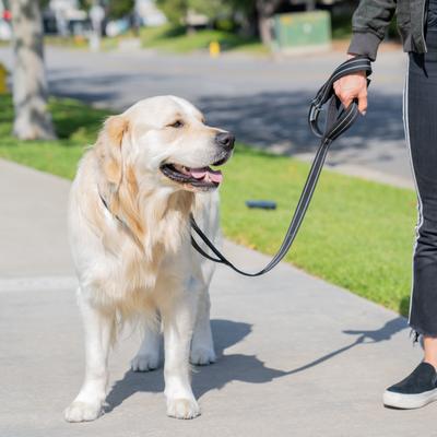 Show full view: Shed Defender Three Padded Handle Nylon Reflective Dog Leash, 5-ft, Black slide 4 of 7