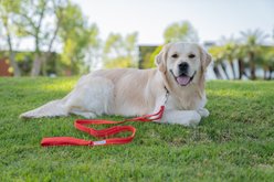 Shed Defender Three Padded Handle Nylon Reflective Dog Leash, 5-ft, Red slide 2 of 2