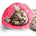 SunGrow Post-Surgery Soft Cone Dog & Cat Recovery Collar, Pink, Small