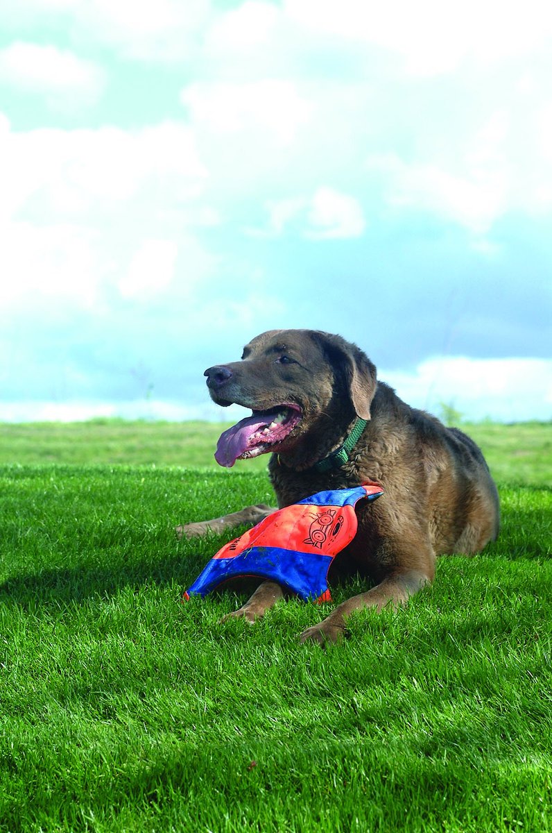 Flying squirrel dog outlet frisbee