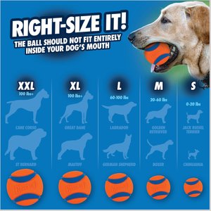 Best chew toys for large breed puppies hotsell