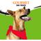 Show in main carousel: Good 'n' Fun FrankenBones Rawhide Chicken Flavor Small Breed Chewy Dog Treats, 2-oz bag slide 9 of 10
