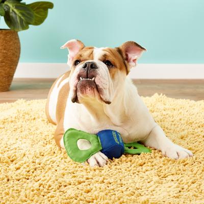 Show full view: Jolly Pets CanvasTug Dog Toy, Color Varies, Medium slide 6 of 9