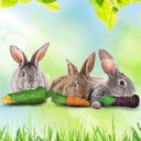SunGrow Rabbit & Guinea Pig Veggie Chew Small Pet Teeth Grinding Toy, 3 count