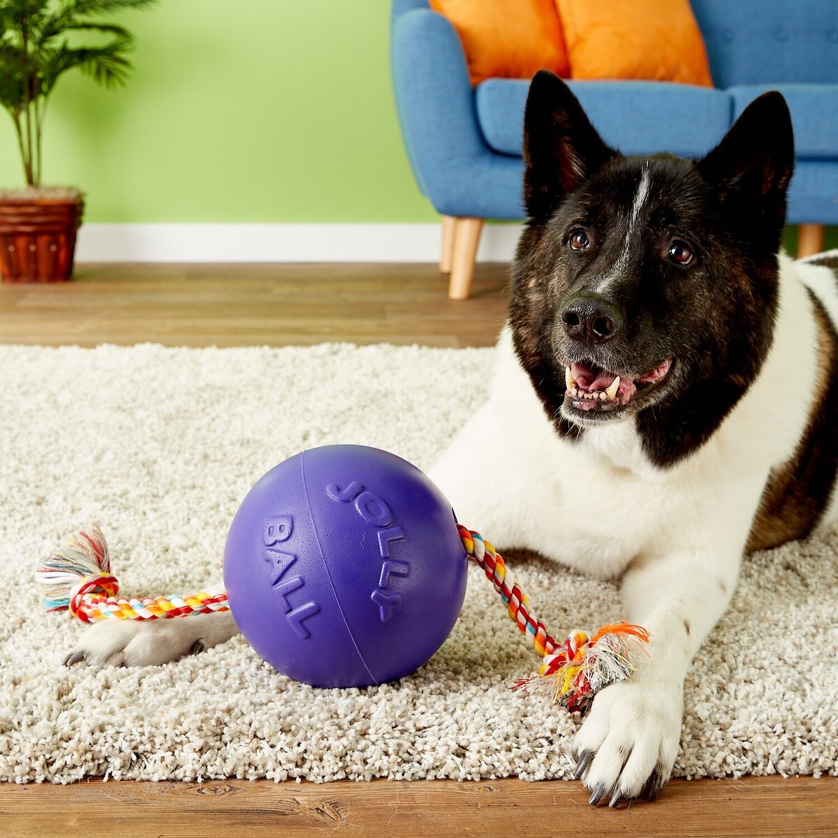 JOLLY PETS RompnRoll Dog Toy, Purple, 8in