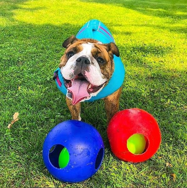 Ball within a ball dog clearance toy