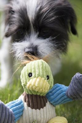 Show full view: HuggleHounds Barnyard Durable Plush Corduroy Knottie Duck Squeaky Dog Toy, Small slide 3 of 11
