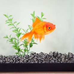 Frisco Speckled Aquarium Gravel, 5-lb slide 2 of 2