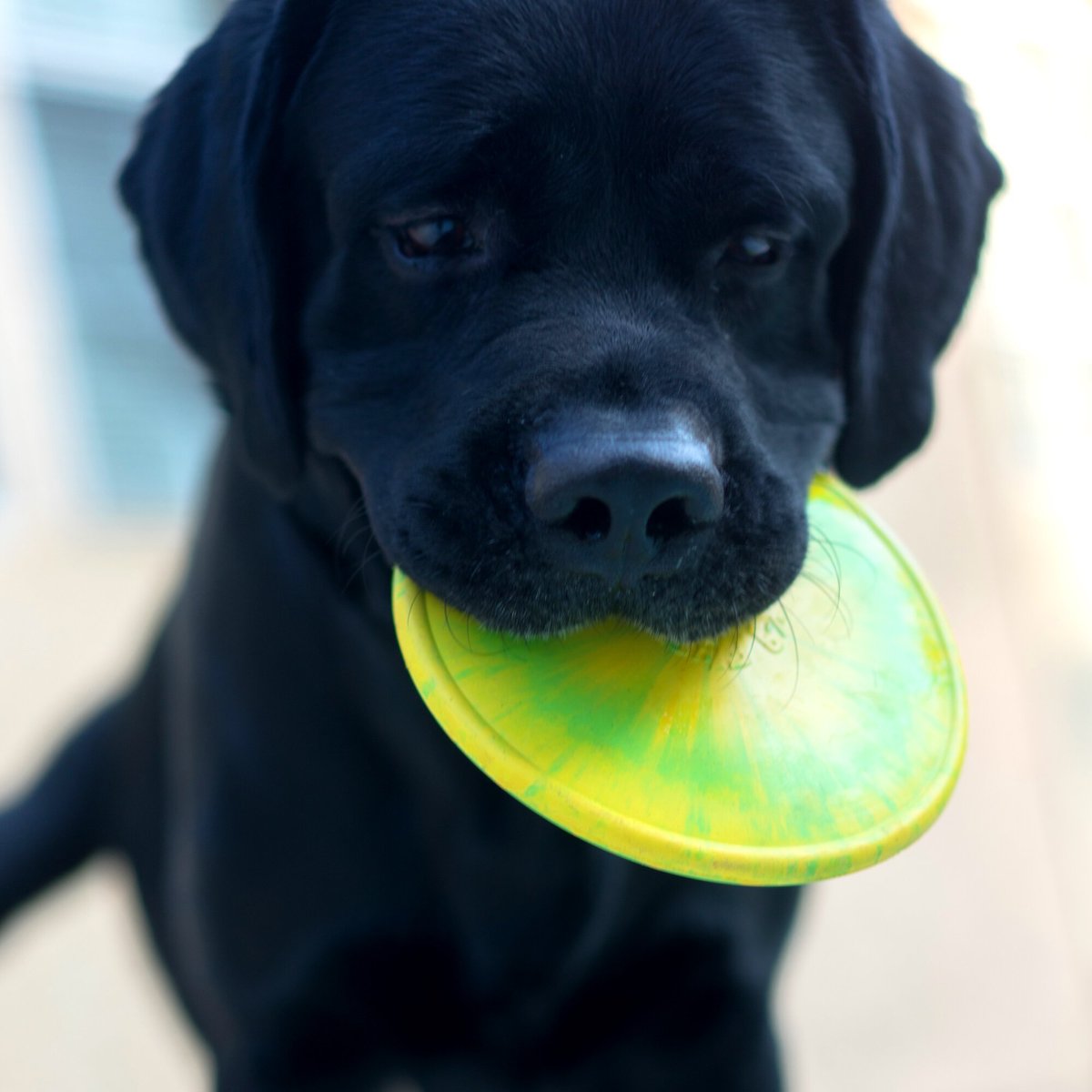 RUFF DAWG K9 Flyer Disc Dog Toy, Color Varies, Flyer Jr