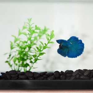 Betta fish gravel best sale