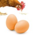 SunGrow Chicken & Duck Training Fake Wooden Eggs, 2 count