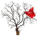 SunGrow Betta Fish Sea Fan Decoration Aquarium Ornament Accessories for Small Tank