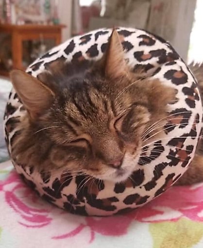 Comfurt Collar Dog & Cat Recovery Collar, Cheetah, Small